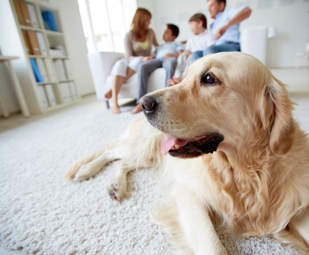 dog and family